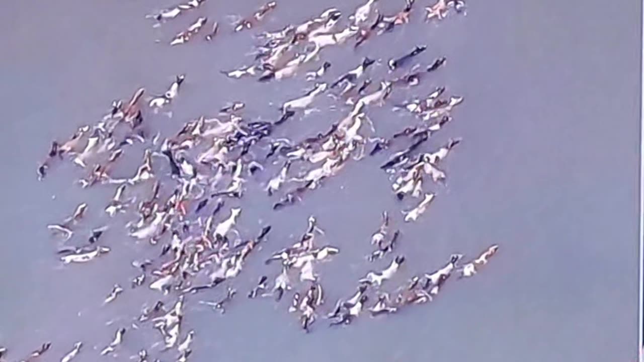 The ponies are swimming...
