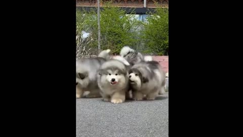 Funny and cute animals (9)