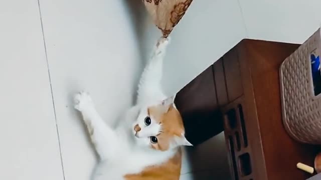 Naughty little cat