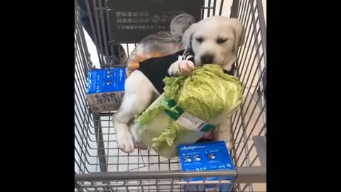 Funny daogs video##Dog## Funny dog### video###