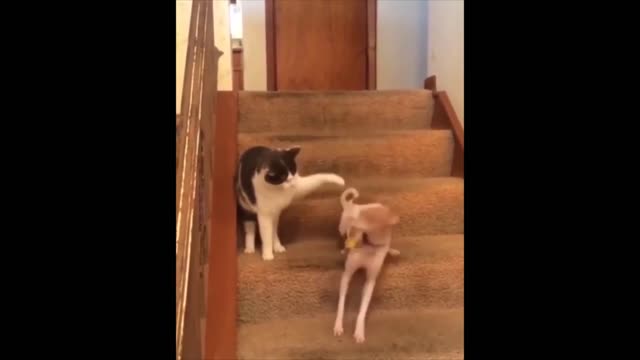 fUNNY VIDEOS #4