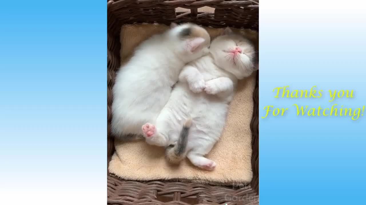 Cute Cats And Funny Dogs Videos Compilation