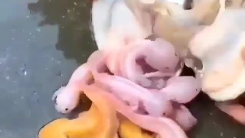 This is a beautiful and charming water-dwelling species