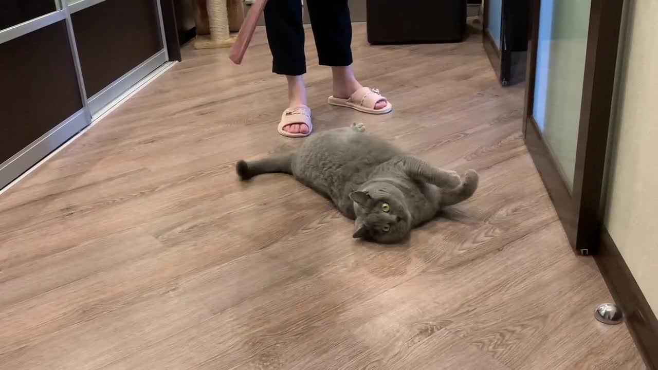 Kitten playing with a rope