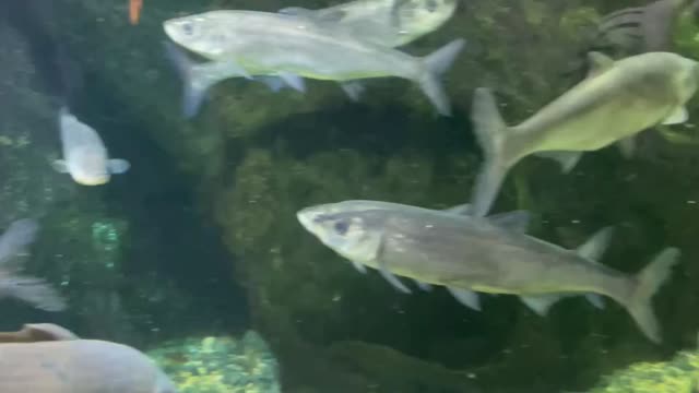 swimming fish in the water