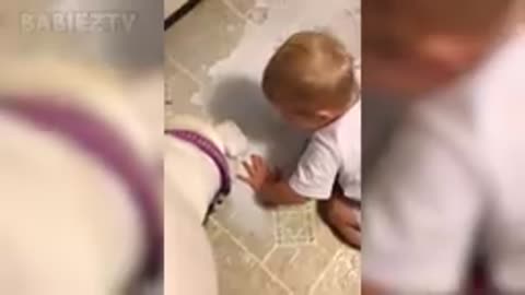 Cute Babies Playing With Dogs and Cats - Funny Babies Collection