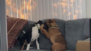 Puppies playing quietly