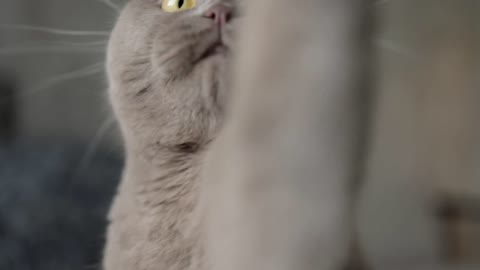 Cat - 85461