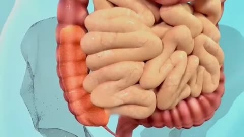 Do you know how the food you every days is turned into poop?