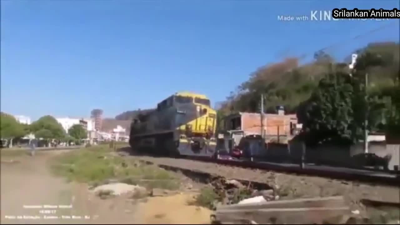 Animals Accident by Train Live Run Over Speedy Train Accident Animals in Forest Train VS Animals