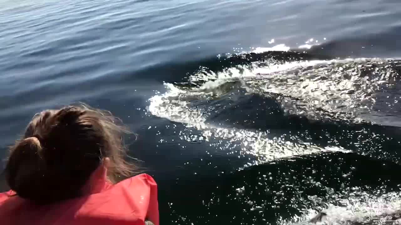 Dolphins Show off for Daughter