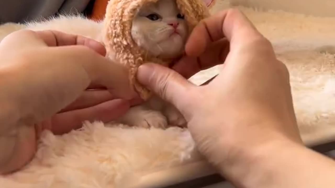 Cat 😺