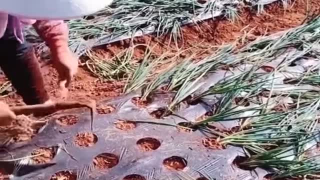 Step up your farming game with these tricks!