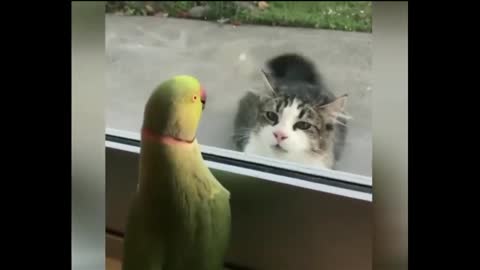 Parrot Vs Cat fight funny video