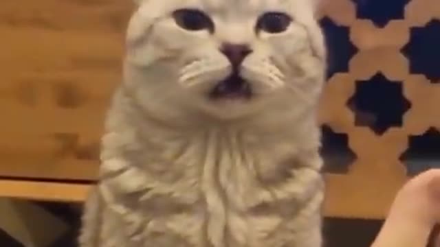 Funniest dogs and cats video