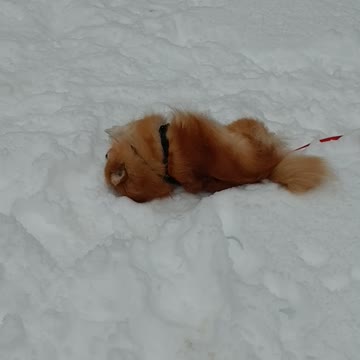 Dogs making snow angels