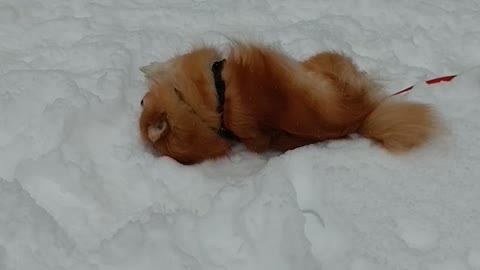 Dogs making snow angels