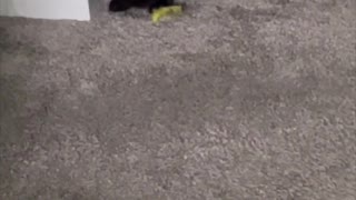 Adopting a Cat from a Shelter Vlog - Precious Piper Sitting with Her Toys #shorts
