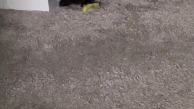 Adopting a Cat from a Shelter Vlog - Precious Piper Sitting with Her Toys #shorts
