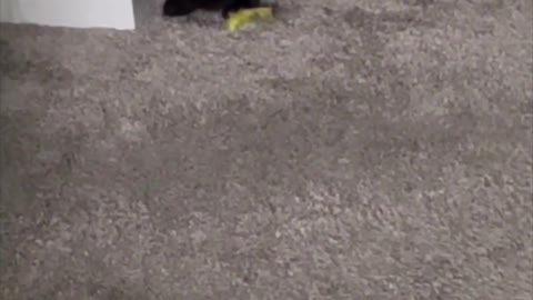 Adopting a Cat from a Shelter Vlog - Precious Piper Sitting with Her Toys #shorts