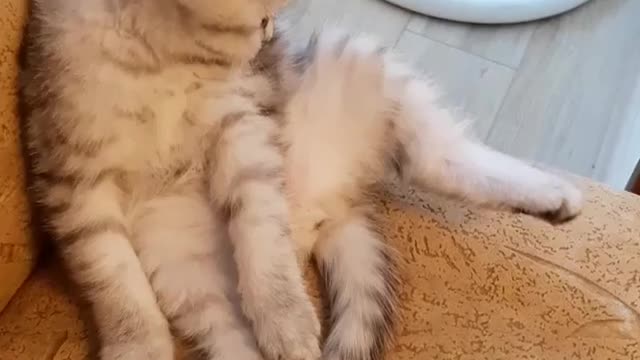 Cute fluffy kitten playing with his own leg