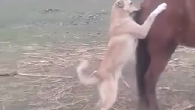 The dog is playing with the mule