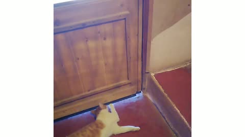 Funny cat orders to go out