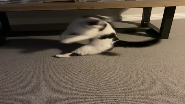 Determined Cat Chases Her Tail