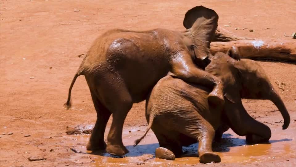 Baby Elephants Playing In The Mud