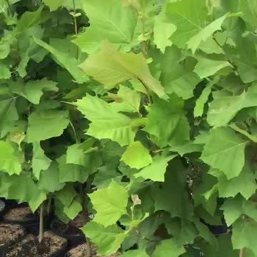 4/5 ft American sycamore trees near Philadelphia