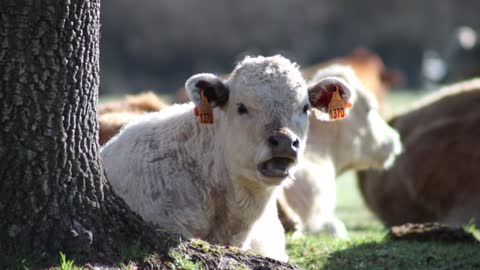 Baby cow 🐄 sitting in grass videos 😂😂😂