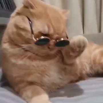 Cat funny video