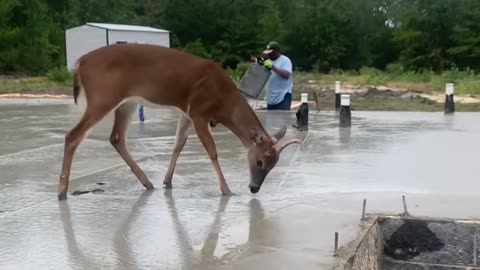 Deer Wants To Be A Construction Worker Too