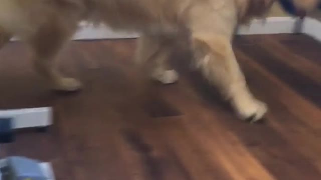 Golden retriever dog hits head on white table