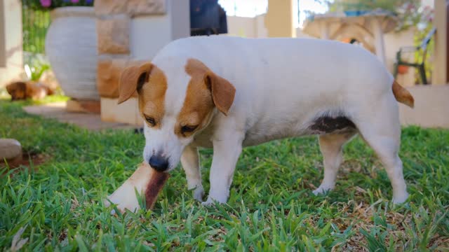 A Pet Dog muching on a Large bone