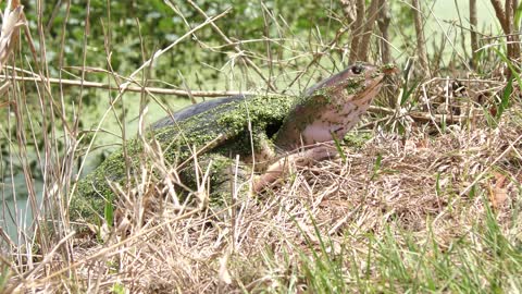 Softshell Turtle in Florida wetlands