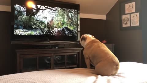 dog has a very crazy reaction