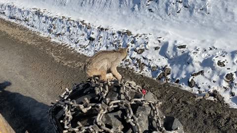 Lynx Climbs up to Have a Look at Human