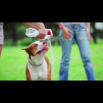 FUNNY DOG Videos That Will Cure Your Bad Day - 🤣 LAUGH at FUNNY DOGS compilation #vodeo