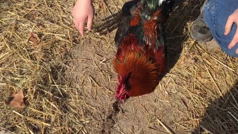 AMAZING—Hypnotizing A Rooster!