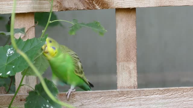 Watch the budgie pull a branch to eat with great music