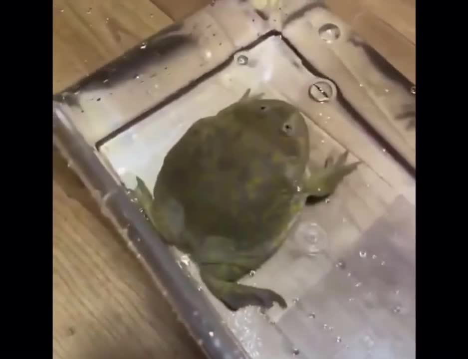 Screaming frog in water