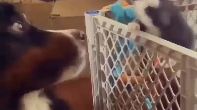 Cat molesting big dog