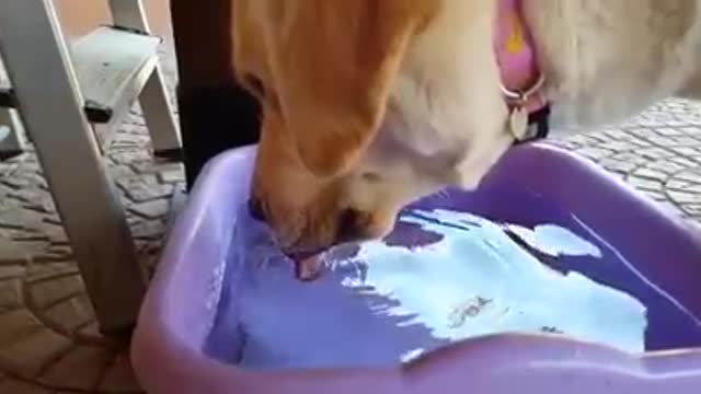 Puppy Drink Slowmotion