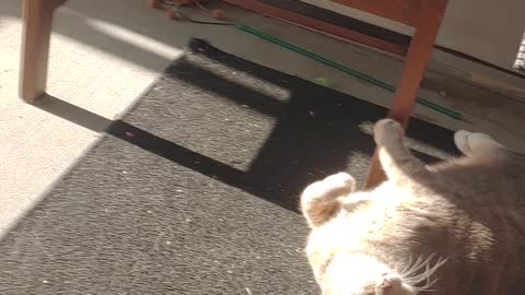 Carmel kitty