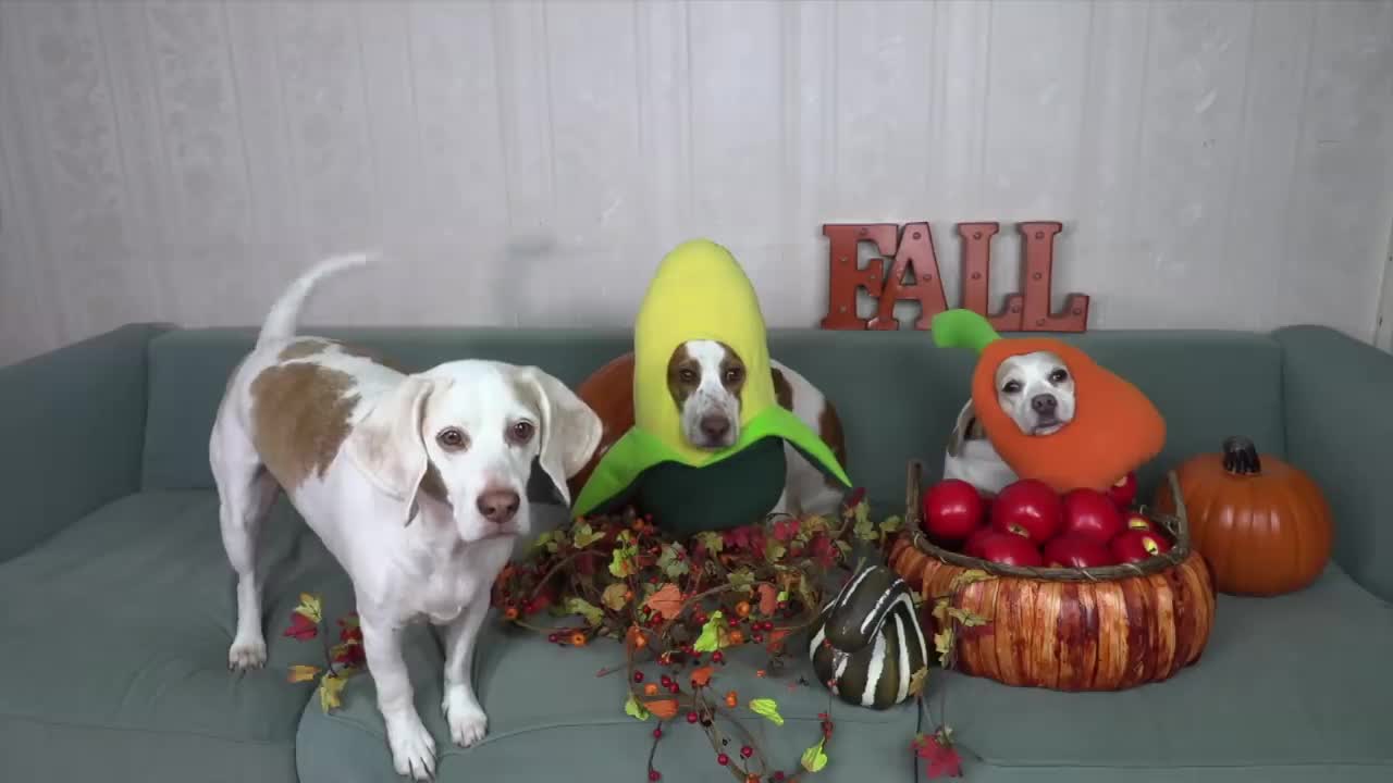 dogs halloween