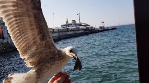 Hungry Gull