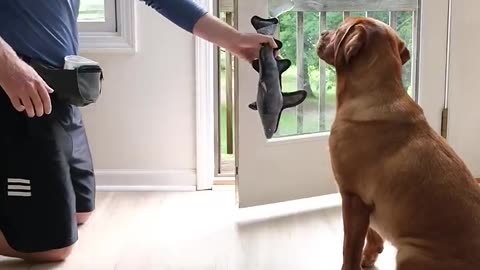 Dog learns to use the door (and tricks the cat)