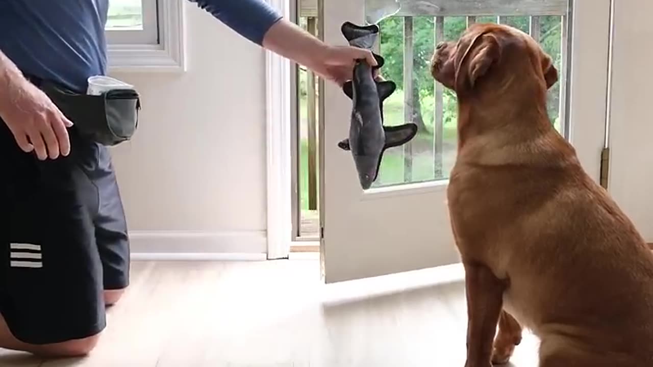 Dog learns to use the door (and tricks the cat)