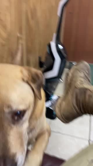 Hanging out with senior dogs